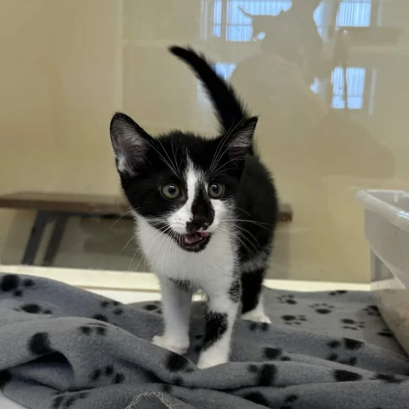A baby small-sized female Black Domestic Short Hair cat named Rebekah for adoption in Beaumont, TX