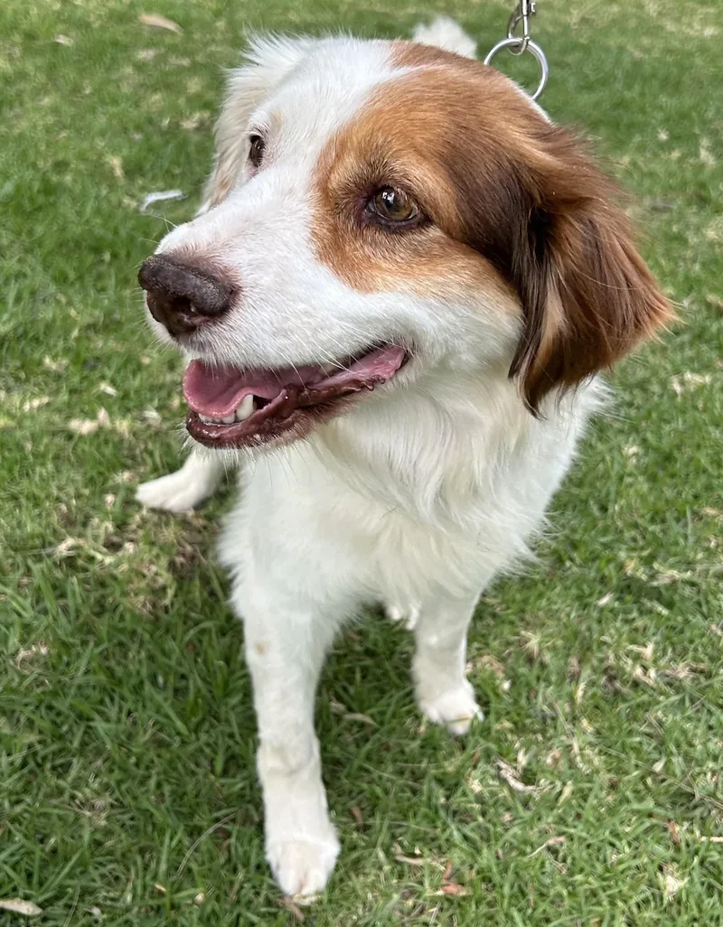 A young medium-sized male White / Cream Brittany Spaniel dog named Hector for adoption in Bell Gardens, CA