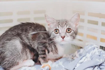 A young small-sized female Domestic Short Hair cat named a Diane PetSmart North for adoption in North Charleston, SC