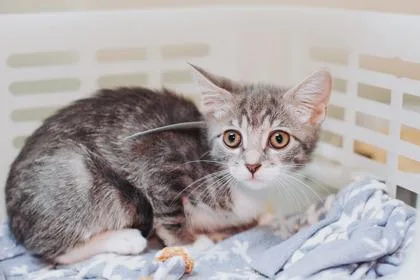 a Diane PetSmart North thumbnail 2