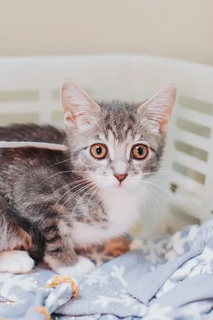 a Diane PetSmart North thumbnail 3