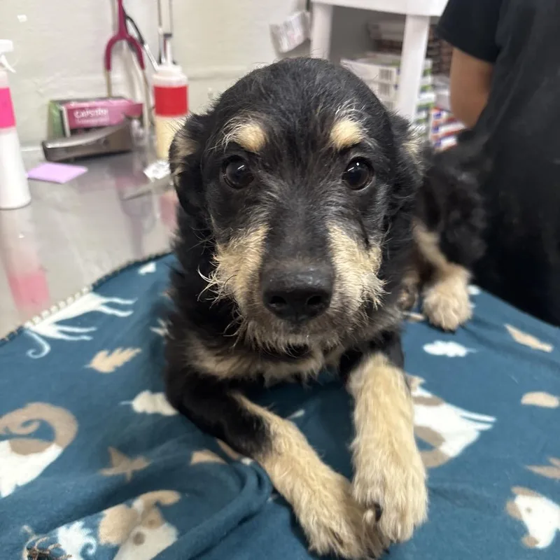 A baby small-sized female Schnauzer dog named Taraji for adoption in Clanton, AL