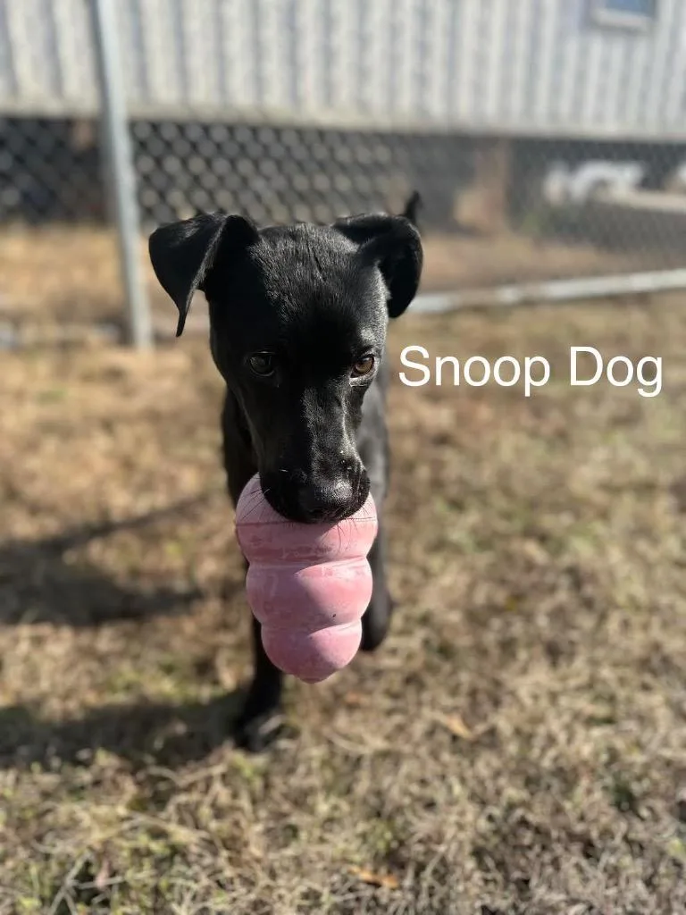 Snoop Dog thumbnail 3