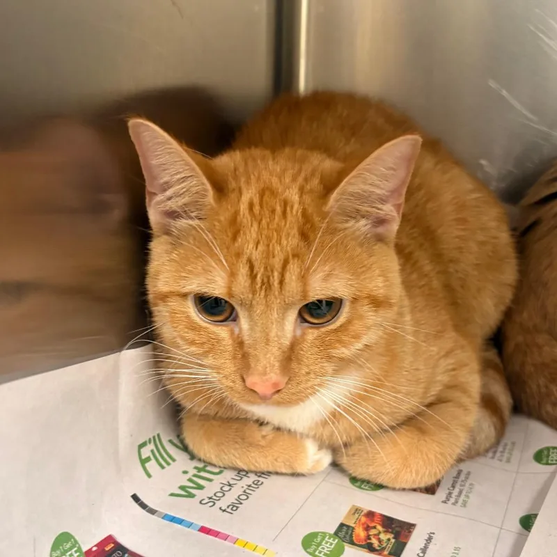 A young medium-sized female Orange / Red Domestic Short Hair cat named Cornelius for adoption in Winston-Salem, NC
