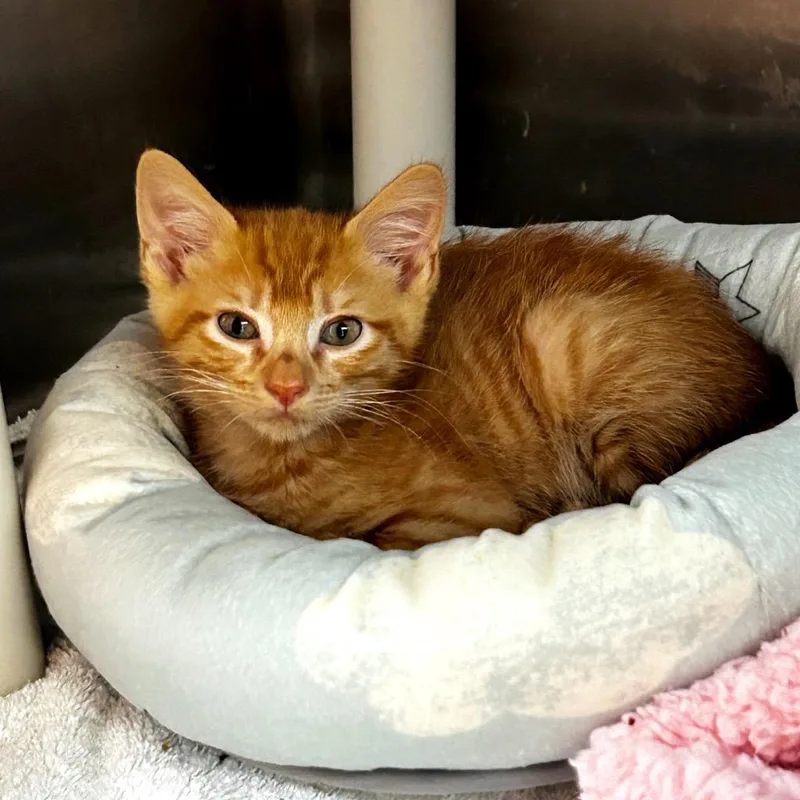 A baby medium-sized male Domestic Short Hair cat named Creamsicle for adoption in Shoreline, WA