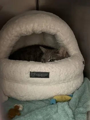 A senior medium-sized male Domestic Short Hair cat named George for adoption in Fishers, IN