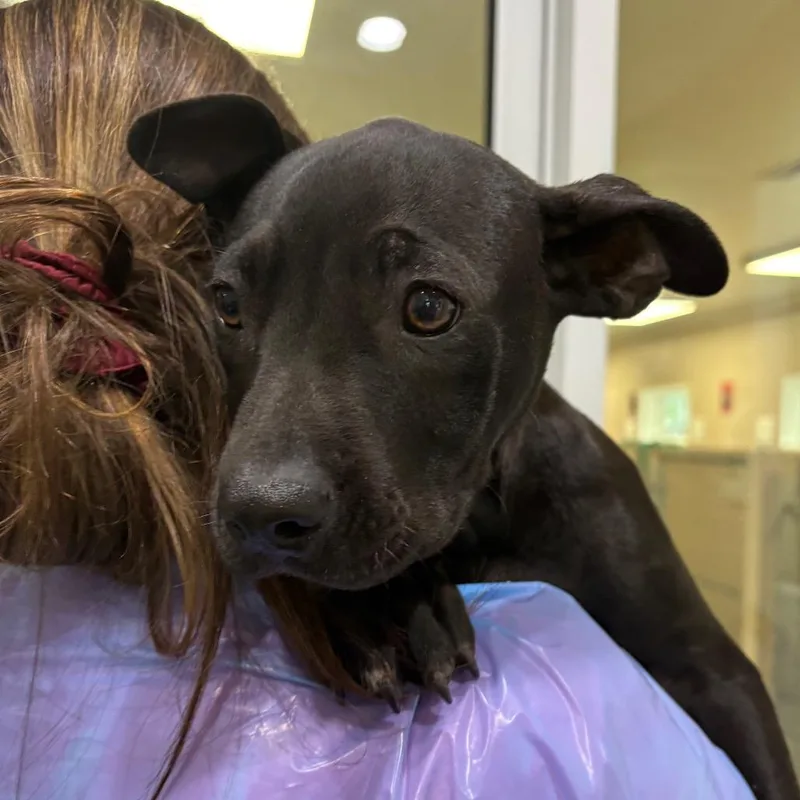 A baby medium-sized male Black Mixed Breed dog named Harry Styles for adoption in Muncie, IN