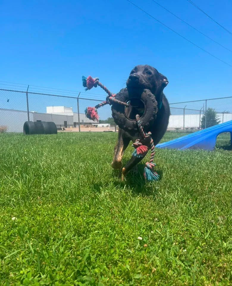 An adult medium-sized male Mixed Breed dog named Nash for adoption in Davenport, IA