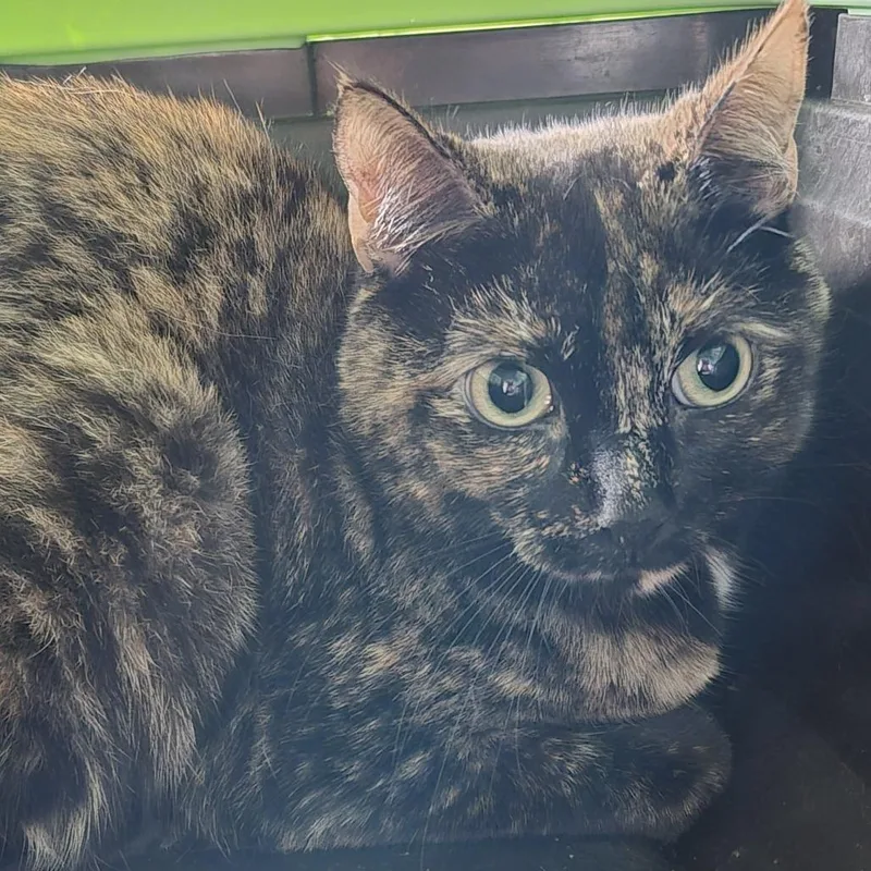 An adult small-sized female Tortoiseshell Domestic Short Hair cat named Nellie for adoption in Natick, MA