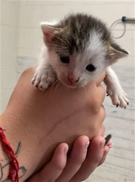 A baby small-sized male Domestic Short Hair cat named Captain for adoption in San Bernardino, CA