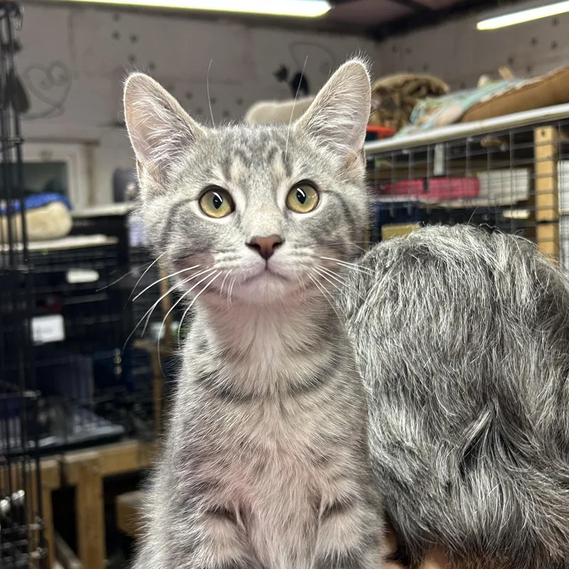 A baby small-sized male Tabby (Gray / Blue / Silver) Domestic Short Hair cat named Sullivan for adoption in Avon Lake, OH