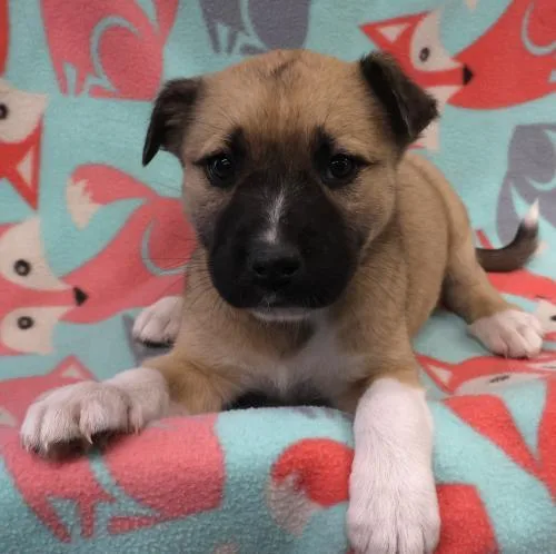 A baby medium-sized female Labrador Retriever dog named Astra for adoption in Thief River Falls, MN