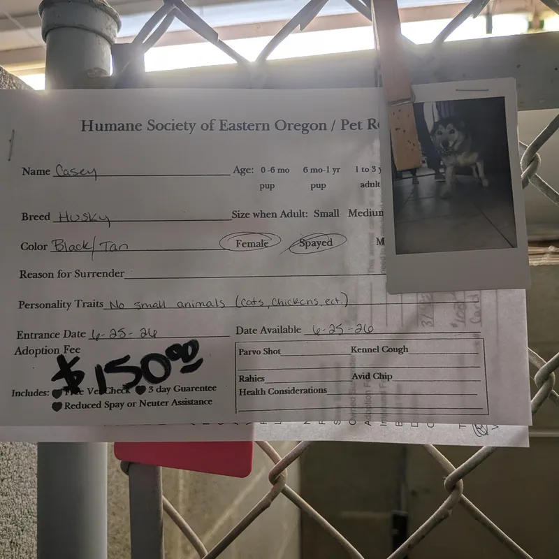 An adult medium-sized female Husky dog named Casey for adoption in Hermiston, OR