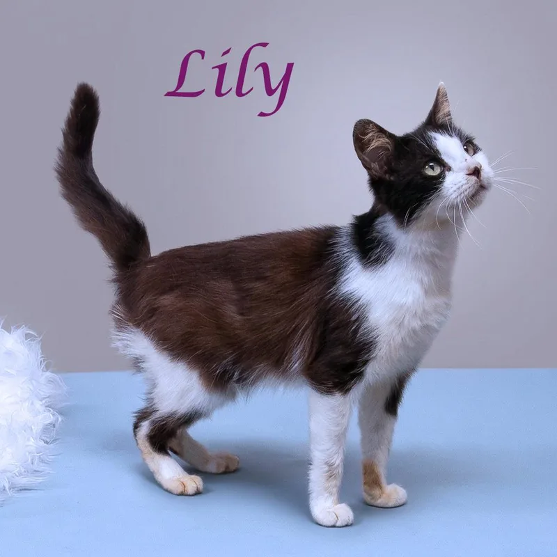 An adult medium-sized female Black Domestic Short Hair cat named Lily C for adoption in Lebanon, TN
