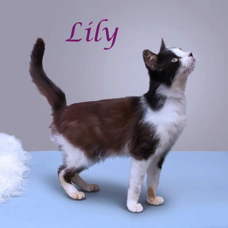 Lily C thumbnail 2