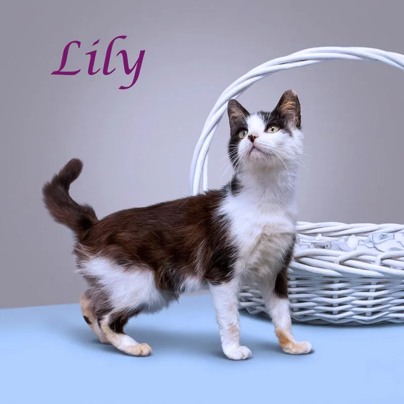 Lily C thumbnail 3