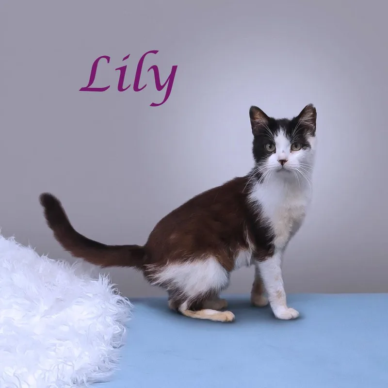 Lily C thumbnail 4