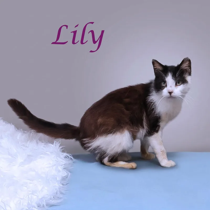 Lily C thumbnail 5