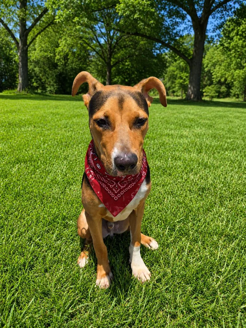 A baby medium-sized male Golden American Staffordshire Terrier dog named Obi for adoption in Houston, TX