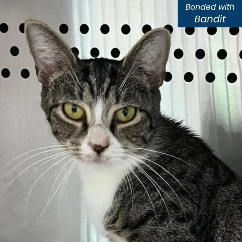 A young medium-sized female Brown / Chocolate Domestic Short Hair cat named Smokey for adoption in Baltimore, MD