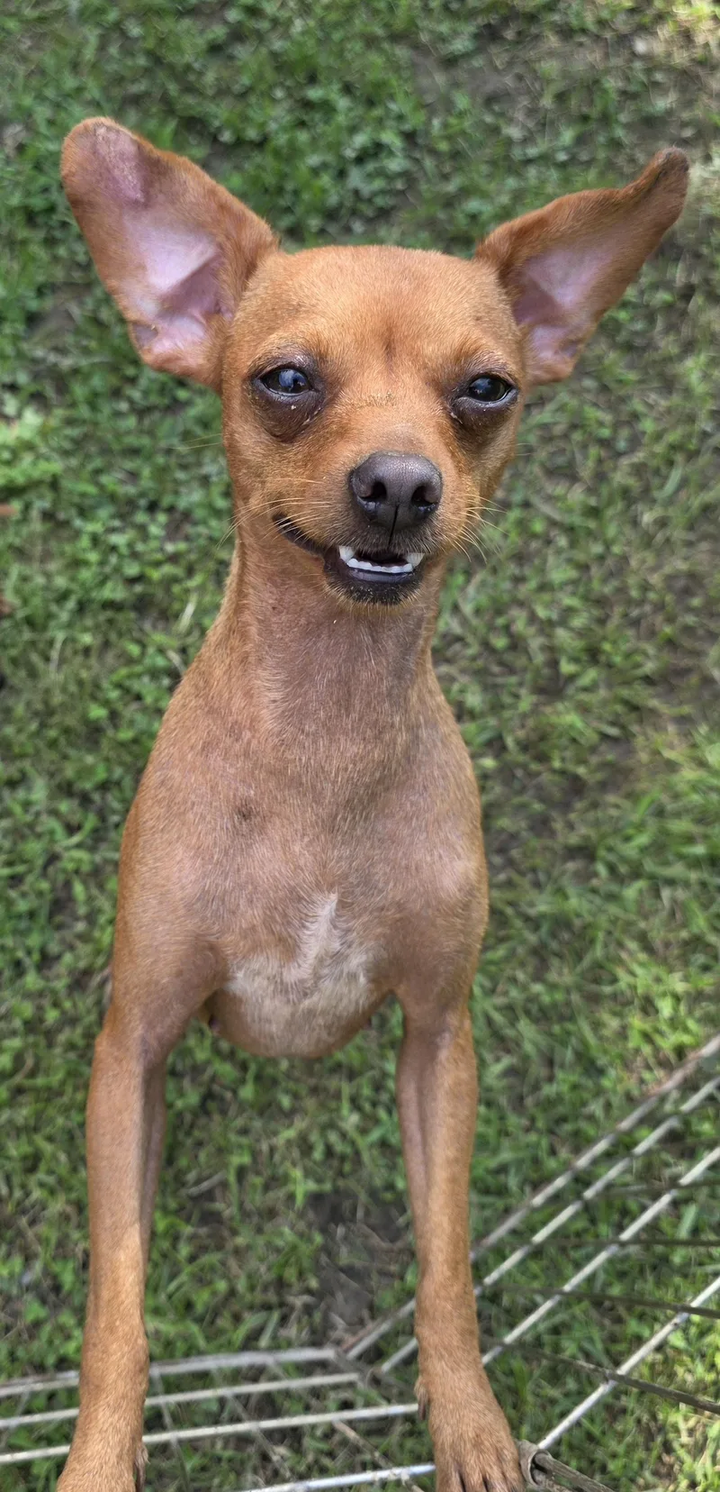 A young small-sized female Red / Chestnut / Orange Miniature Pinscher dog named Bella for adoption in Diamond, OH
