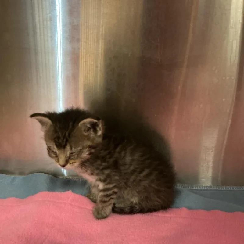 A baby small-sized female Black Domestic Medium Hair cat named Eleanor for adoption in St Joseph, MO