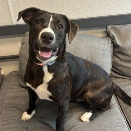 A young medium-sized female Mixed Breed dog named Corbet for adoption in Lansing, MI