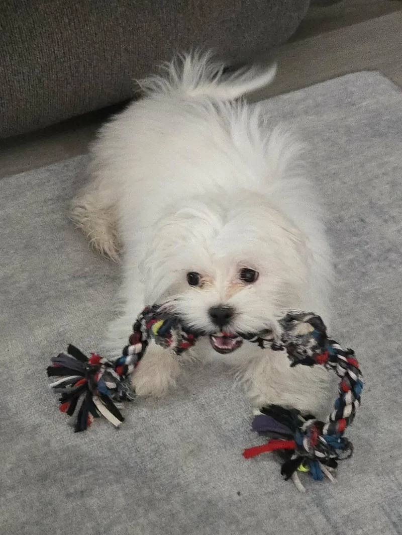 Djinn Djinn thumbnail 2