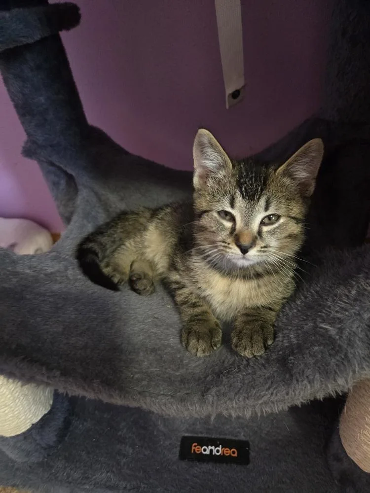 A baby small-sized male Tabby (Brown / Chocolate) Domestic Short Hair cat named Blaze for adoption in Union Grove, WI