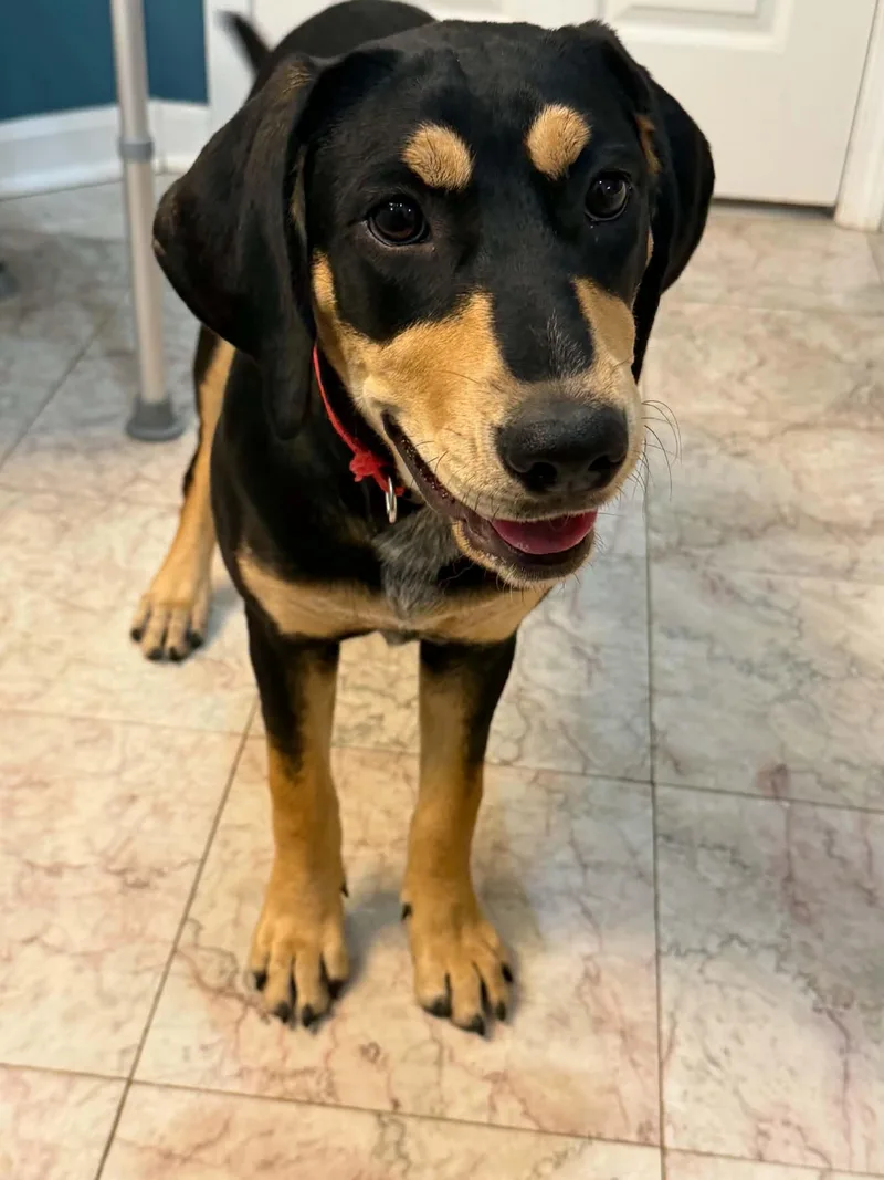 A baby medium-sized female Bluetick Coonhound dog named Birdie CP AA in for adoption in Warwick, RI
