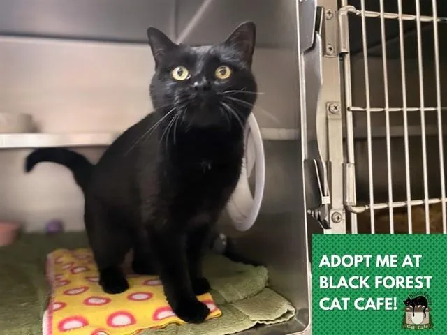 A young medium-sized female Domestic Short Hair cat named Inky for adoption in Fort Wayne, IN