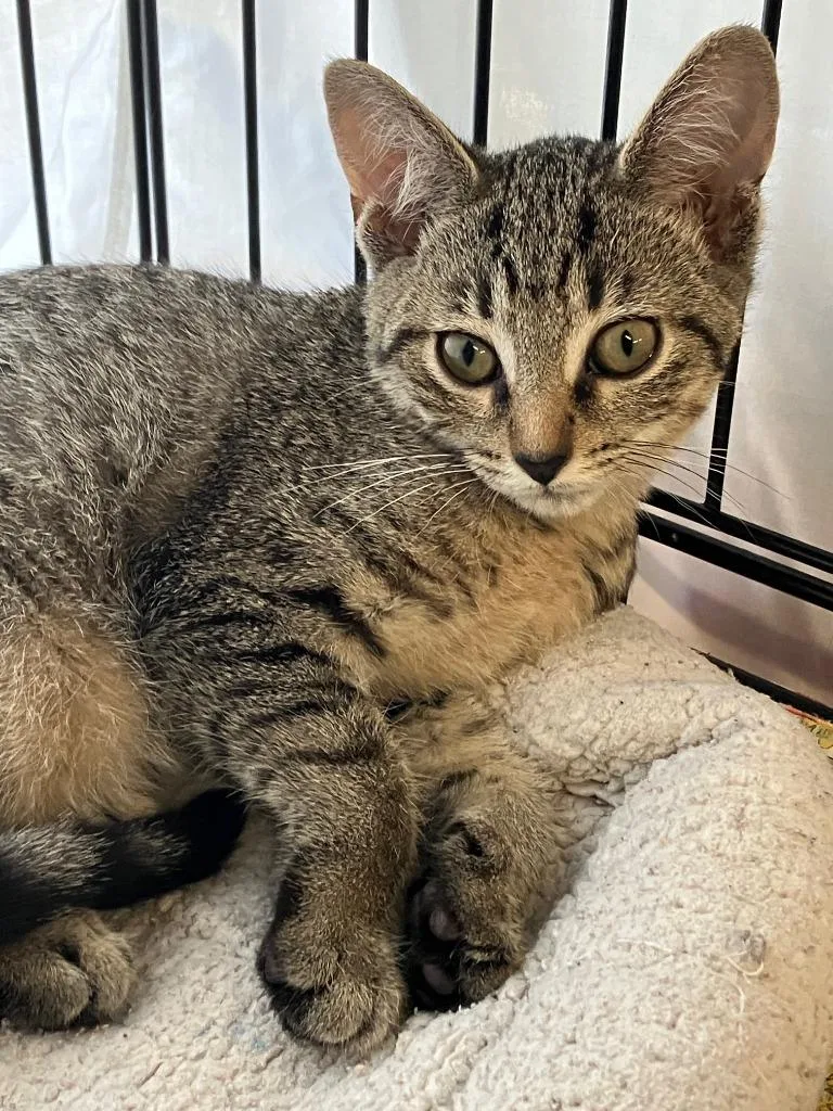 A baby small-sized female Domestic Short Hair cat named Rachel for adoption in Lunenburg, MA