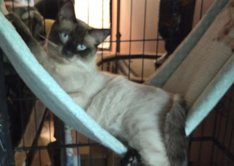 An adult medium-sized male Seal Point Applehead Siamese cat named King for adoption in Harrison, MI