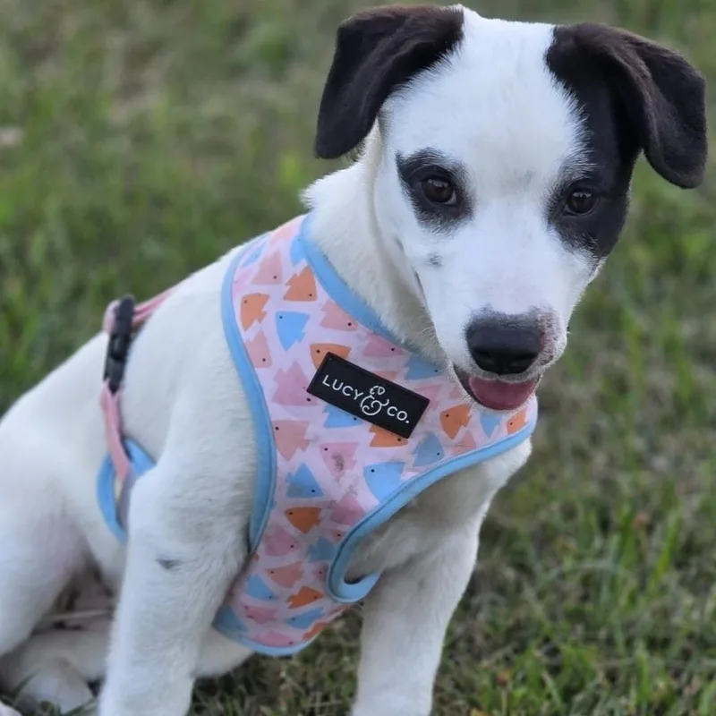 A baby medium-sized female Pointer dog named Jazz for adoption in Farmington, MN