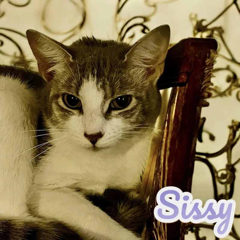 Sissy  Sc thumbnail 4