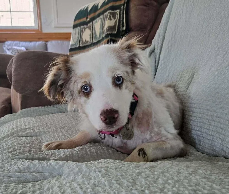 A senior small-sized female Merle (Red) Australian Shepherd dog named Sparkle for adoption in Ringwood, IL