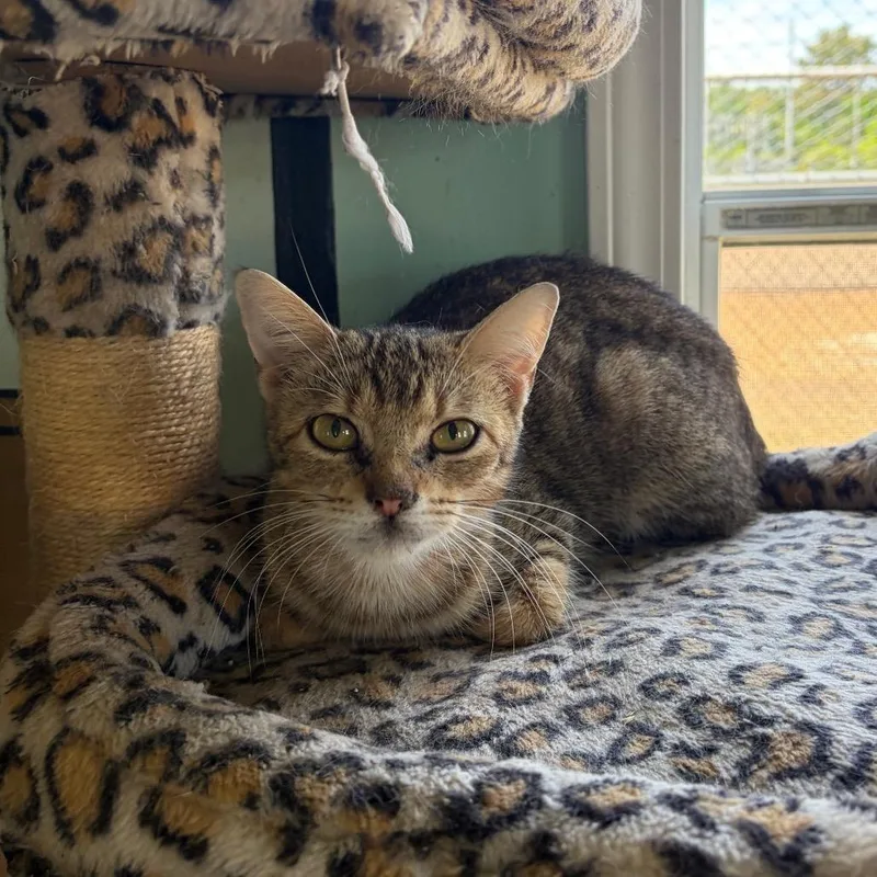 An adult medium-sized female Brown / Chocolate Domestic Short Hair cat named Kelly for adoption in Novelty, OH