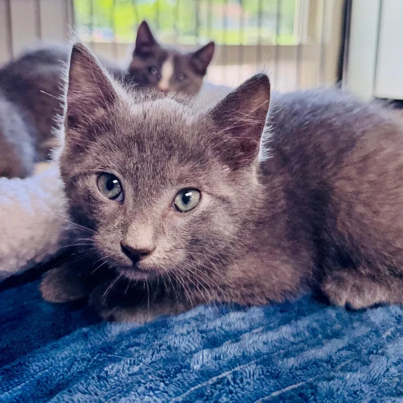 A baby small-sized male Gray / Blue / Silver Manx cat named Caboose for adoption in Lebanon, MO