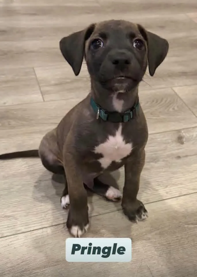 A baby medium-sized male Labrador Retriever dog named Pringle for adoption in Walker, LA