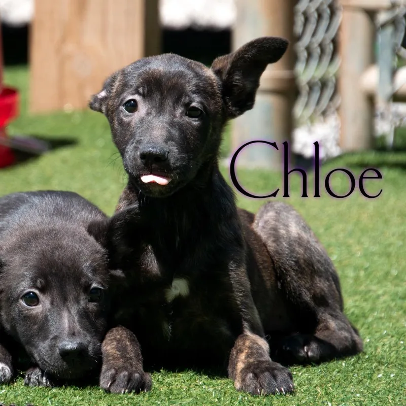 Chloe thumbnail 2