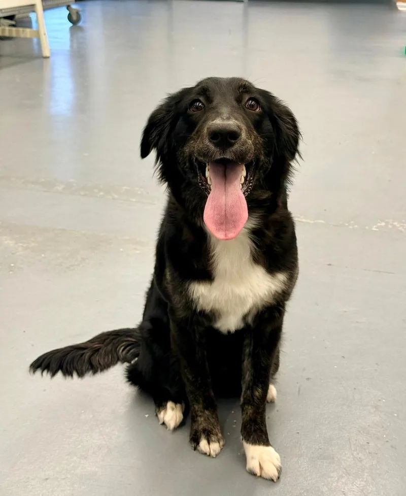 A baby large-sized female Black Australian Cattle Dog / Blue Heeler dog named Luna for adoption in Winter Haven, FL