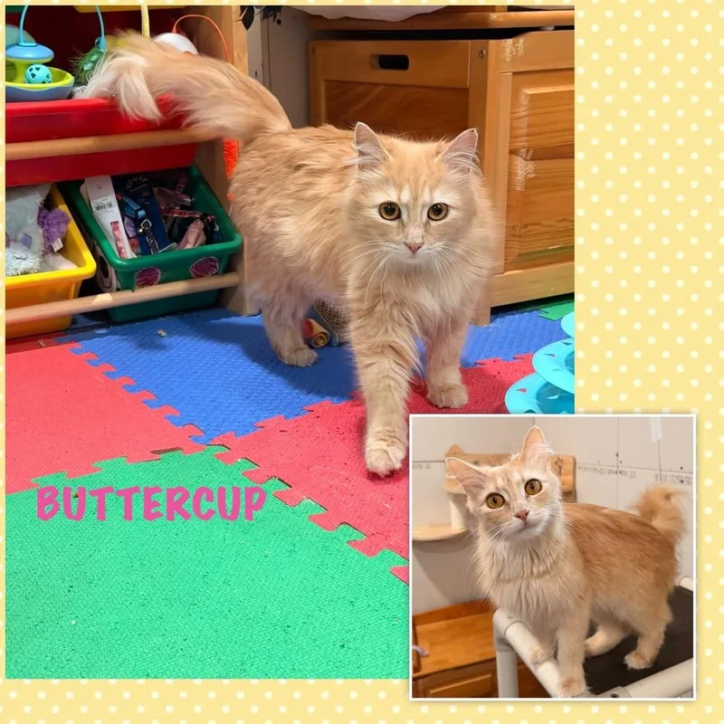 A young medium-sized female Domestic Long Hair cat named Buttercup for adoption in Dallas, PA
