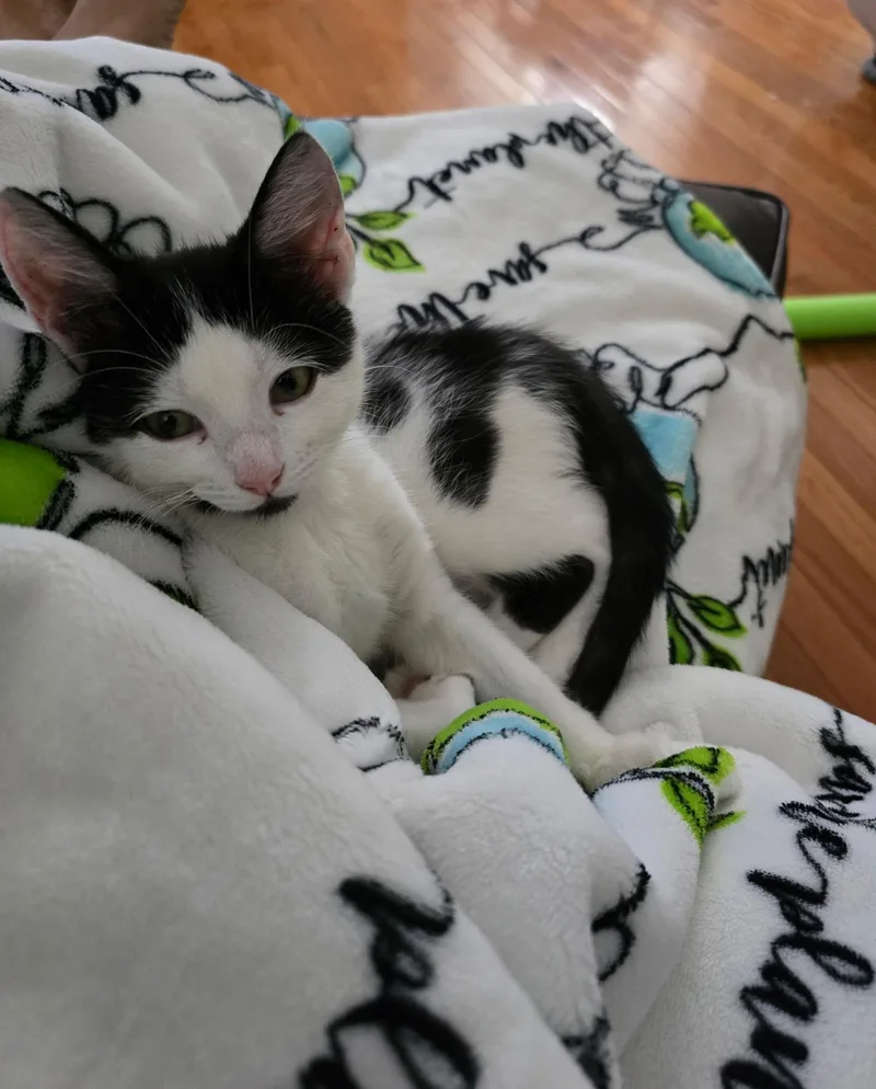 A baby medium-sized male Black Domestic Short Hair cat named Santiago for adoption in Richmond, VA