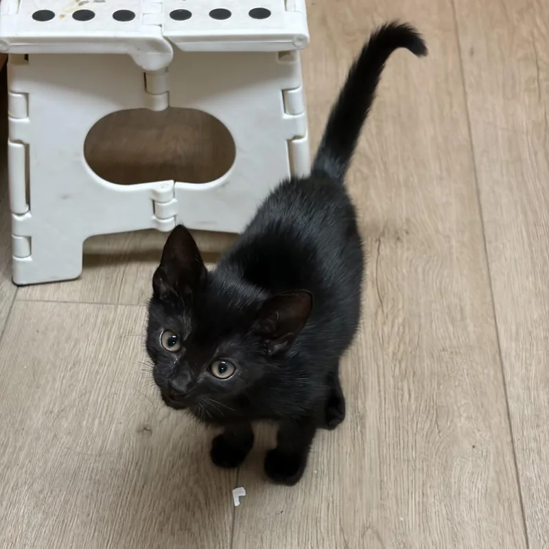 A baby small-sized male Black Domestic Short Hair cat named Orbit for adoption in Middle Village, NY