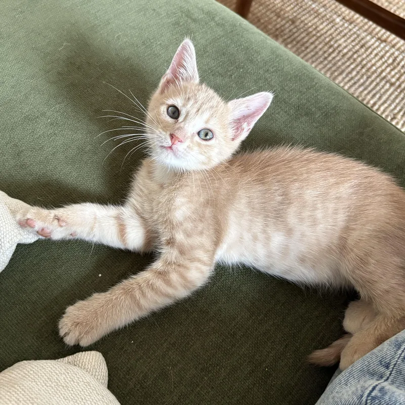 A baby medium-sized male Orange / Red Domestic Short Hair cat named Sunflower for adoption in BROOKLYN, NY