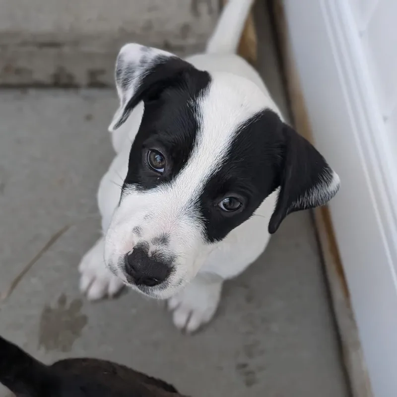 A young medium-sized male White / Cream Australian Cattle Dog / Blue Heeler dog named Comet for adoption in Fenton, MI