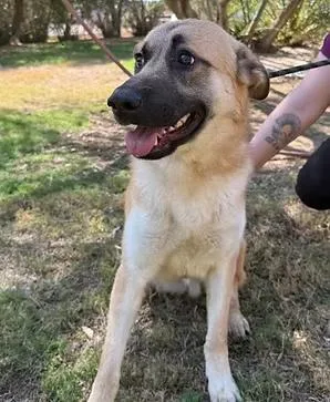 A young medium-sized male Yellow / Tan / Blond / Fawn German Shepherd Dog dog named Oliver for adoption in Glendale, AZ