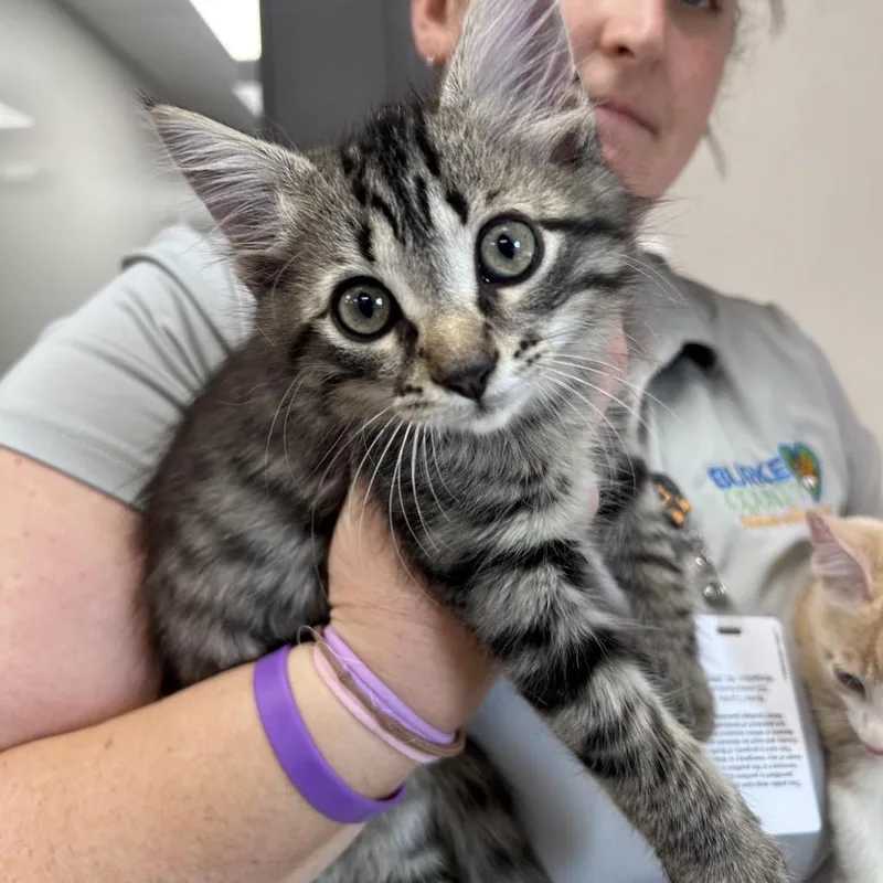 A baby small-sized male Gray / Blue / Silver Domestic Short Hair cat named Graybo for adoption in Morganton, NC