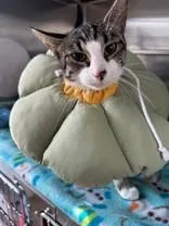 An adult medium-sized female Tabby (Brown / Chocolate) Domestic Short Hair cat named RingTail for adoption in Manitowoc, WI