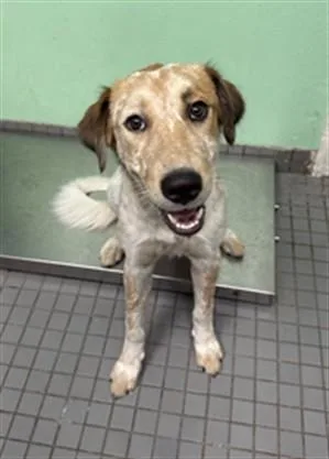 A young large-sized male Australian Cattle Dog / Blue Heeler dog named Hawaii for adoption in Killeen, TX